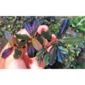 🌿辣椒榕🌱 神秘草🌱 布朗尼幻影單株（欉）🌱（1株贈2支定植器）