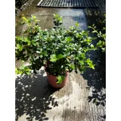 ☈綠玫☈季節花卉☈肯特杜鵑☈5/6吋盆☈