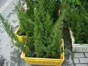 ╭＊田尾玫瑰園＊╯-台灣(真柏)-盆栽素材-高25cm60元