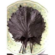 歐根泥客無農藥 紫蘇葉 紫蘇梅醃漬用 小片$8元 大片$10元 葉質輕巧 蝦皮隔日店取貨👍