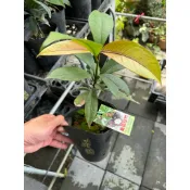 ★綠霖園藝★泰國山竹 實生苗 室內植物/新興果樹/水果樹苗/果苗/嫁接/植物/盆栽