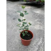 田尾玫瑰園 l 尤加利(多花桉) ' 5吋盆 高度約30cm 觀葉植物 (款式眾多歡迎詢問)