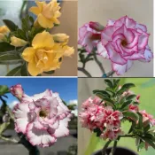 【沙漠玫瑰種子】高發芽率 耐旱植物 珍稀重瓣品系 多肉植物