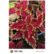滿築觀葉彩葉草（94）