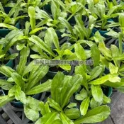 田尾玫瑰園 l 刺芫荽、日本香菜、野芫荽、大葉芫荽【三吋盆 高度約8cm】食用植物 香草植物 (植物眾多歡迎聯繫客服)