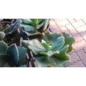 多肉植物 ** 女王花麗 ** 3吋盆/高5-10cm 療癒辦公室迷你佈置【花花世界玫瑰園】kk