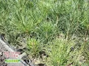 《松發園藝─樹種之家》※庭園-景觀-植栽-綠化-※  黑松