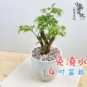 (店+)羽葉福祿桐【現貨】4吋鑽石免澆水盆栽 室內植物 室內盆栽 懶人盆栽 水培植物 水培盆栽 室內盆栽 觀葉植物