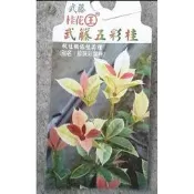 花田厝_喬木觀賞植物—武藤五彩桂花--葉色一年四季變化~又名珍珠彩葉桂花/4.5吋高約15-25cm