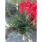 【寬乘職人｜綠雕魔術師錫蘭葉下珠】高質感 5吋盆栽 🌿