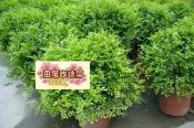 ╭＊田尾玫瑰園＊╯熱門綠籬球型(細葉七里香)30*30cm300元