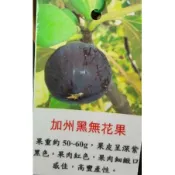 加州黑 無花果苗五吋盆   無花果 果樹 果苗 根系健全 土上15-30CM 果樹果苗無花果盆栽超甜好吃肥料