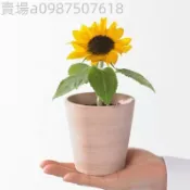 隔日到貨⚡ 向日葵種子（50粒）四季種植 觀賞食用花種籽種子大向日葵種子易種高產瓜子小向日葵種子