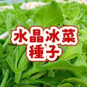 次日達-(水晶冰菜種子大全）當季新籽  四季種植 冰冰爽爽入口即化 四季蘇菜種子 高鈣蔬菜種子#超優惠