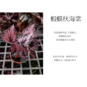 心栽花坊-蝦蟆秋海棠/紅葉蝦蟆/蝦蟆海棠/3吋盆/綠化植物/室內植物/觀葉植物/特價50