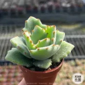 一吋迷你盆【極光兔🐰】多肉植物|多肉|景天科｜療癒小物| 組盆|綠手指必備|［Xuan肉園］
