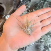 河豚 側芽 空氣鳳梨