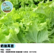 【四季可種】奶油萵苣種子 結球生菜 蘿蔓心替代 清脆香甜 沙拉必備 家庭水耕 陽台盆栽快速採收 新手友善 居家種菜