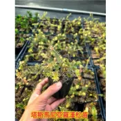 霏霏園藝最新品種塔斯馬尼亞羅漢松苗數量有限最新品種