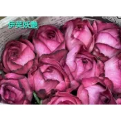 玫瑰天地 3吋品種玫瑰苗 一箱最多8盆 伊芙妖艷