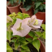 {頂上花藝} 秀龍粉 九重葛 / 透明粉紅 / 葉子較小且密集 /日本育種家秀龍命名