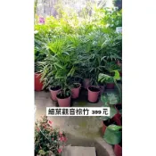 霏霏園藝 細葉觀音棕竹399元6吋盆