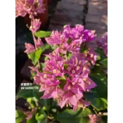 《頂上花藝》福爾摩沙 九重葛／ 花朵小型豐花／紫色浪漫