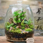 萬年松 九死還魂草 穩健苗成活苗出貨 復活草 台灣原生種 萬年草