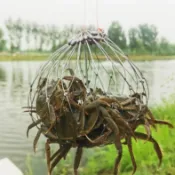 貨比三家 捕螃蟹神器 螃蟹鉤 捕蟹籠 釣魚誘餌籠 釣魚配件 自動收網 垂釣 海釣 釣沙公 不容易卡底 戶外抓魚 網詹 專釣大蟹