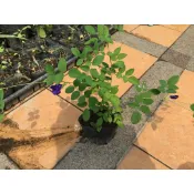 【n0900台灣健立最便宜】2022 複瓣蝶豆花種苗高約30~50公分超商有規定它的尺寸超商取貨會把樹枝稍微彎曲(有多種