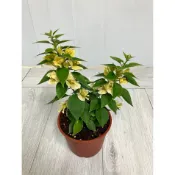 綠園-賞花-八房九重葛（橘白）-3.5寸盆