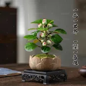 沐耕園|👍✔【小盼菩提種子】千絲菩提 白玉菩提種子菩提樹種子名貴觀賞禪意林木種子 招財旺宅修身養性 室內盆栽種子 耐乾