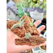 夏天ㄉ店【空氣鳳梨】甜不辣/旋轉吉利/毛腸/肥腸/空氣鳳梨/空鳳