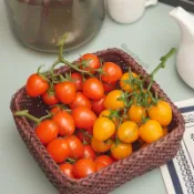 台灣出貨仿真水果西紅柿小番茄模型客廳道具果蔬聖女果廚房超市番茄拍照