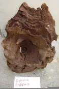 牛樟風化木4