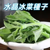 【水晶冰菜種子】又稱鑽石冰花 冰草種子 自家栽培 生菜沙拉專用 室內陽台盆栽 四季可種 易栽種 高發芽率