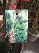 ╭＊田尾玫瑰園＊╯水果苗-(山蕉)