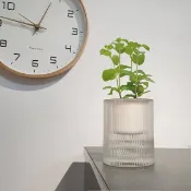薄荷 香草植物 懶人盆栽
