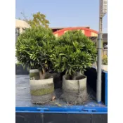 羅漢松(造型球型)🌲定價~1000~1400元