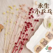 (店+)花燥獨家 永生小乒乓 小乒乓 極度花燥 花材 配花 永生花 乾燥花 不凋花 乒乓 畢業季 畢業 七夕 情人節