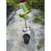 華順農園 | 波羅蜜 &榴槤蜜嫁接苗 買5送1（品種:金紅,金龍,泰皇,J33,秋蜜,馬肚,紅寶)可混搭