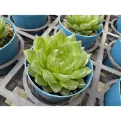 【多肉好好買】三寸盆 櫻水晶 多肉植物 現貨