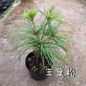 五葉松苗／(玉山松、山松柏)雕型素材／3吋盆