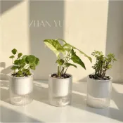 免澆水光汐盆栽 懶人盆栽 吸水盆栽 植物羅漢松 小槍辣椒 左手香 海葡萄 紅火鶴 白斑合果芋 銅錢草 福祿桐 桌上型植物