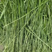 【原生牧草小舖】控重專用陸龜牧草採用甜小麥草燕麥草苜蓿提摩西一割二割百慕達科學配比萌寵牧草適天竺鼠豚鼠龍貓牛羊馬兔子