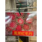 台灣篩選優品種鳳萊紅毛丹豐產品種