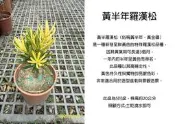 心栽花坊-黃半年羅漢松/金滿堂羅漢松/羅漢松/5吋/綠化植物/綠籬植物/松杉柏檜/售價360特價300