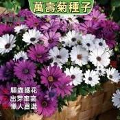 萬壽菊種子 菊類植物  花卉植物 四季易種 陽台庭院盆栽 花壇觀賞 景觀美化 家庭園藝 室內陽光充足花卉植物推薦
