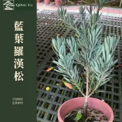 藍葉羅漢松 盆栽｜銀藍葉色｜觀葉質感植栽｜可塑造型盆景素材