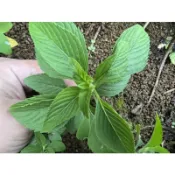 日本薄荷無根枝條(不可食用)，香草類植物，阡插植物(水耕、土耕佳)，每株5公分以上剪頭不帶根出售